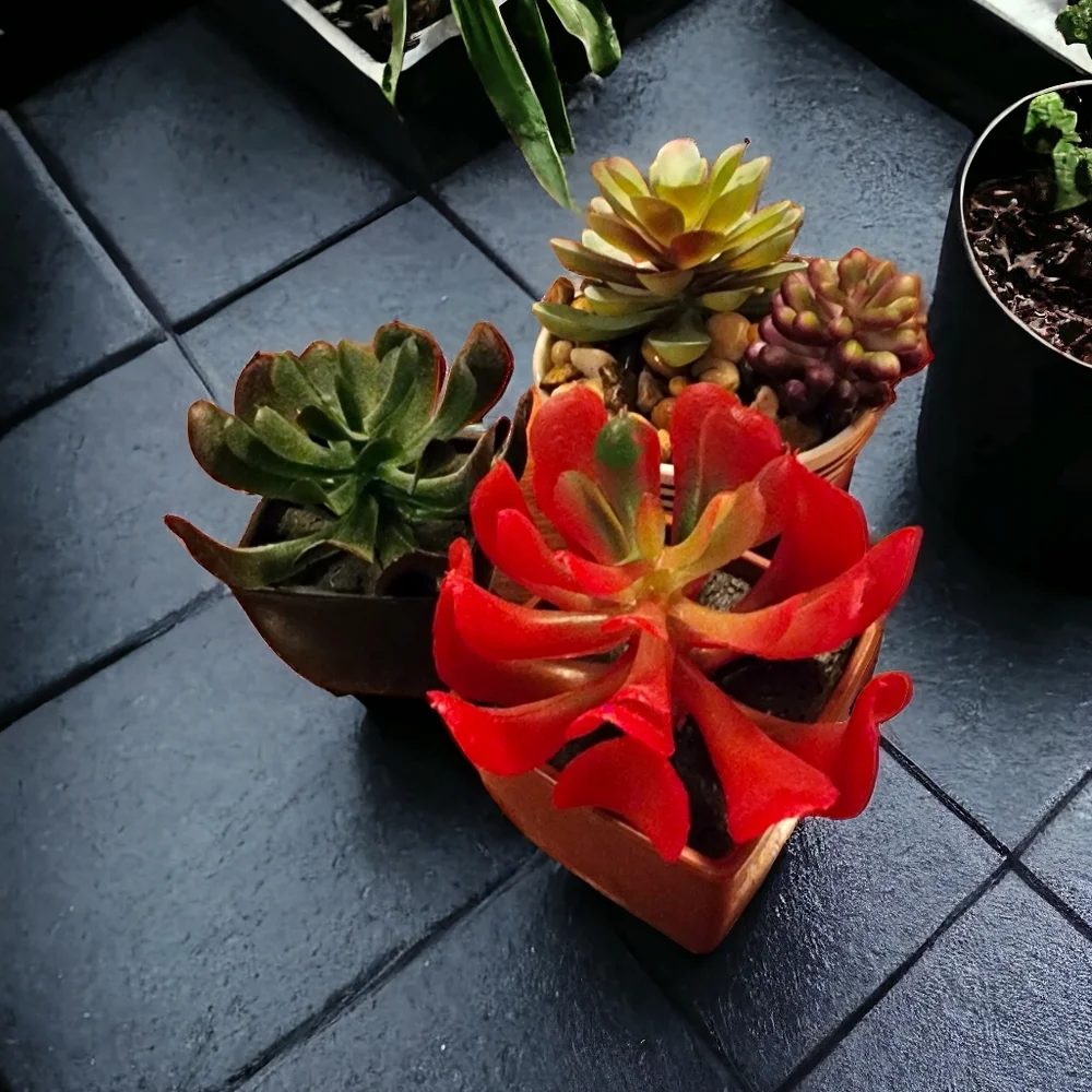 Set of 3 faux Succulents